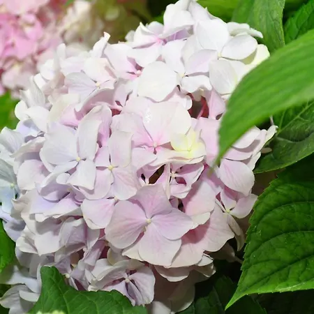 Ivica Διαμέρισμα *